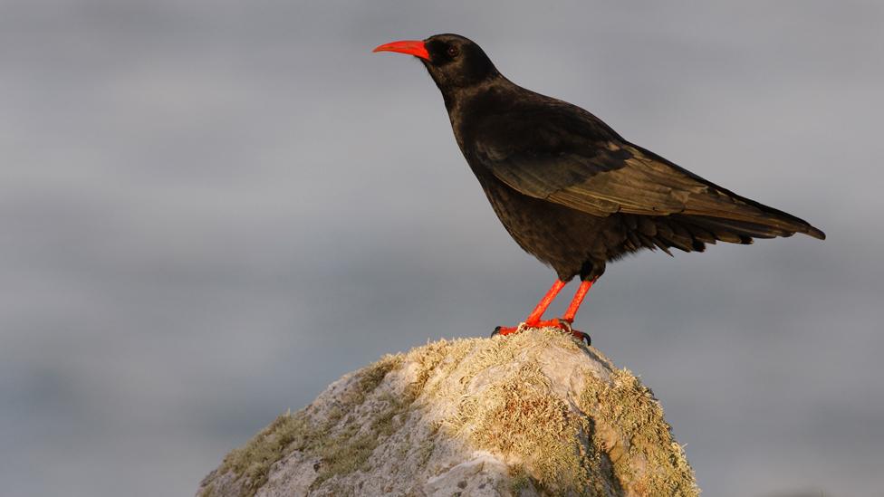 Chough