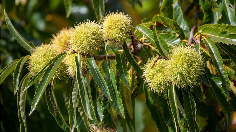 Sweet chestnut leaves and nuts