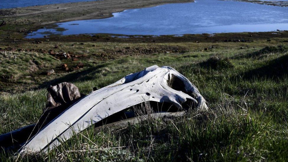 whale-skull