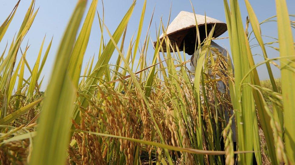 A rice farmer in Hanoi