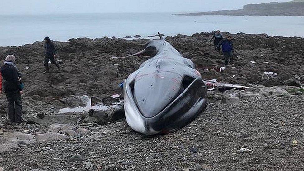 Whale on beach