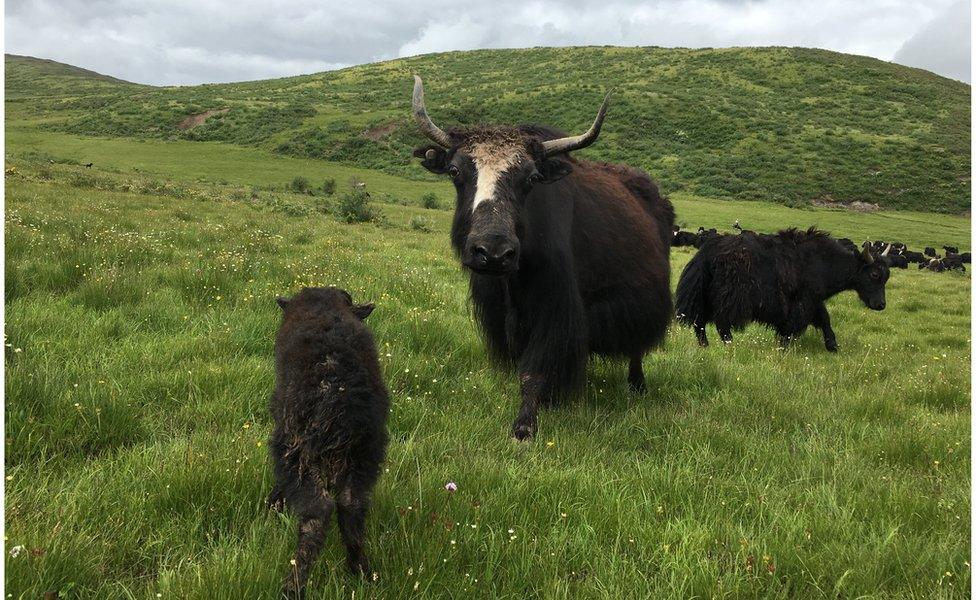 A black furry yak in a grass field approaches the camera, with other yaks in the background