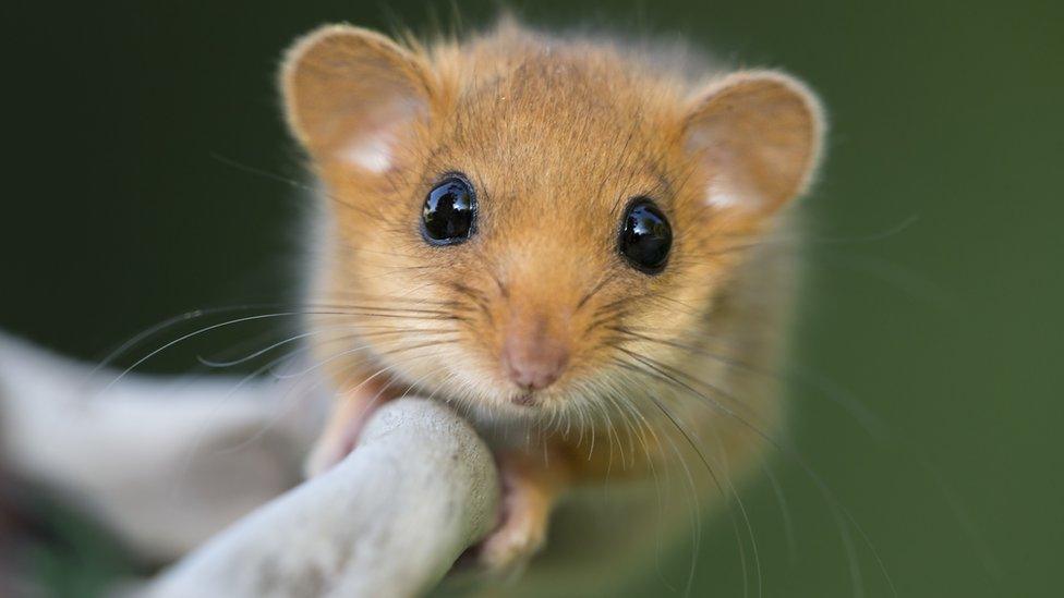 Hazel Dormouse