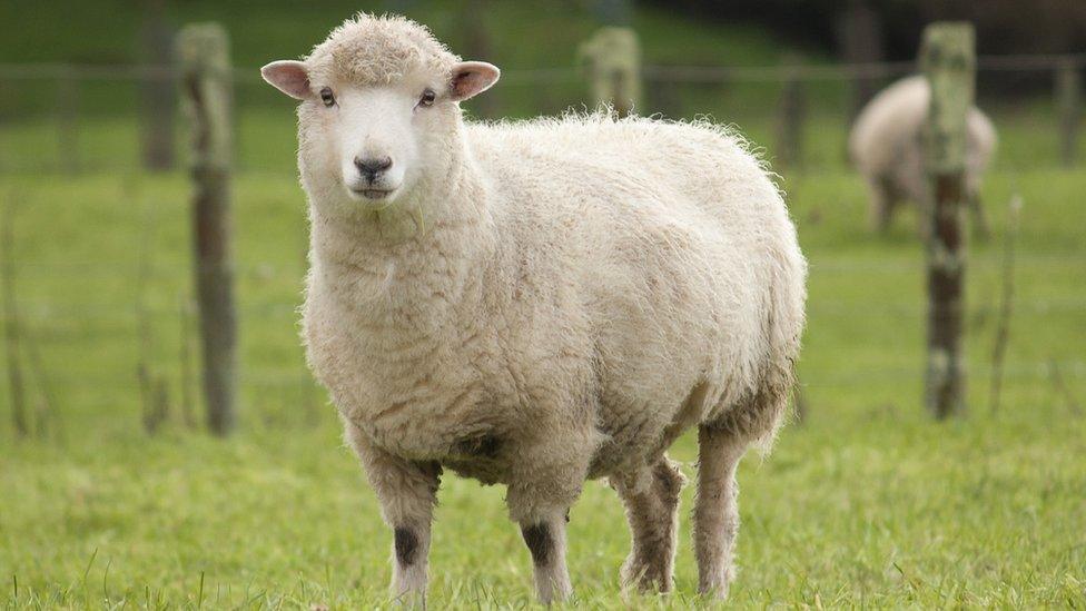 Ewe in field