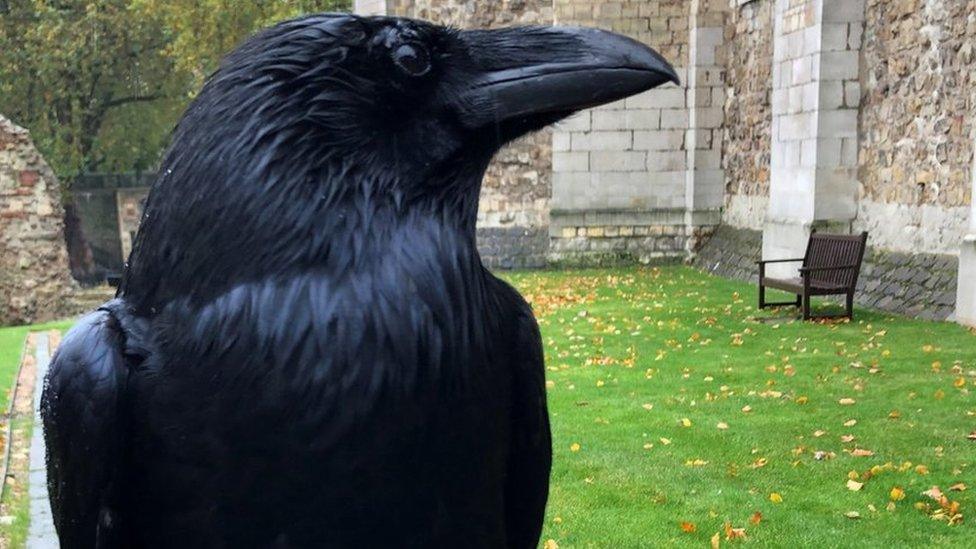 Raven at Tower of London