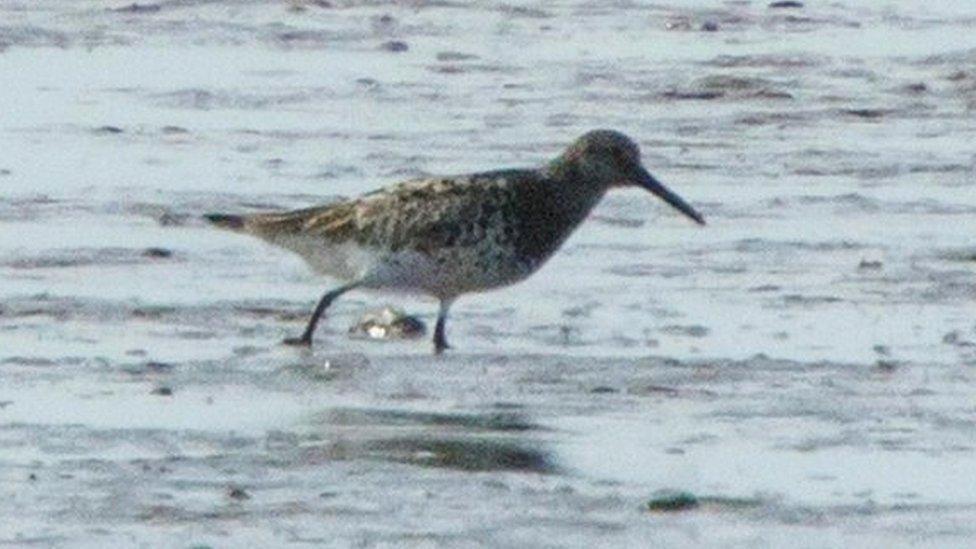 Great Knot