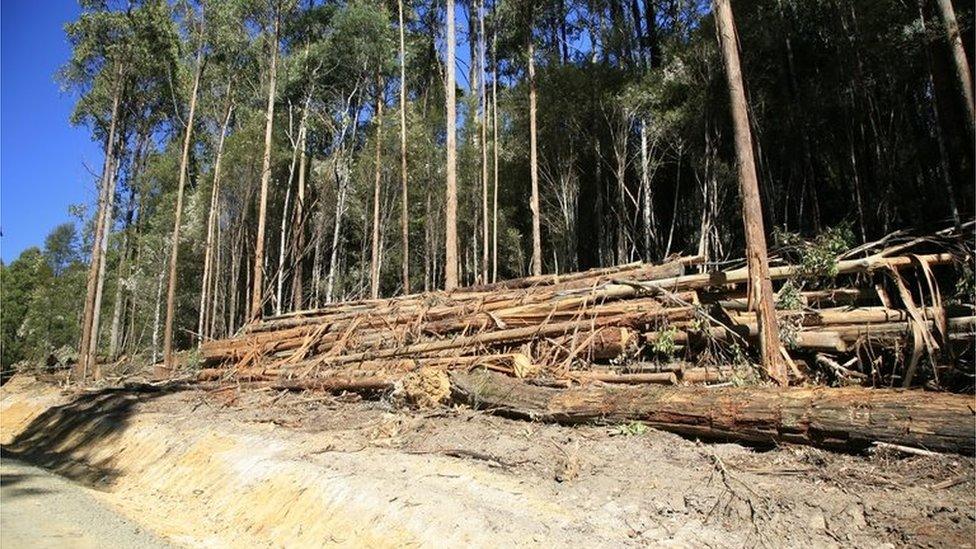 Logging in Tasmania