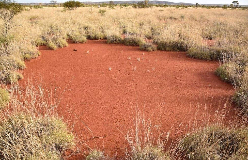 A mature fairy circle found in the Australian Outback
