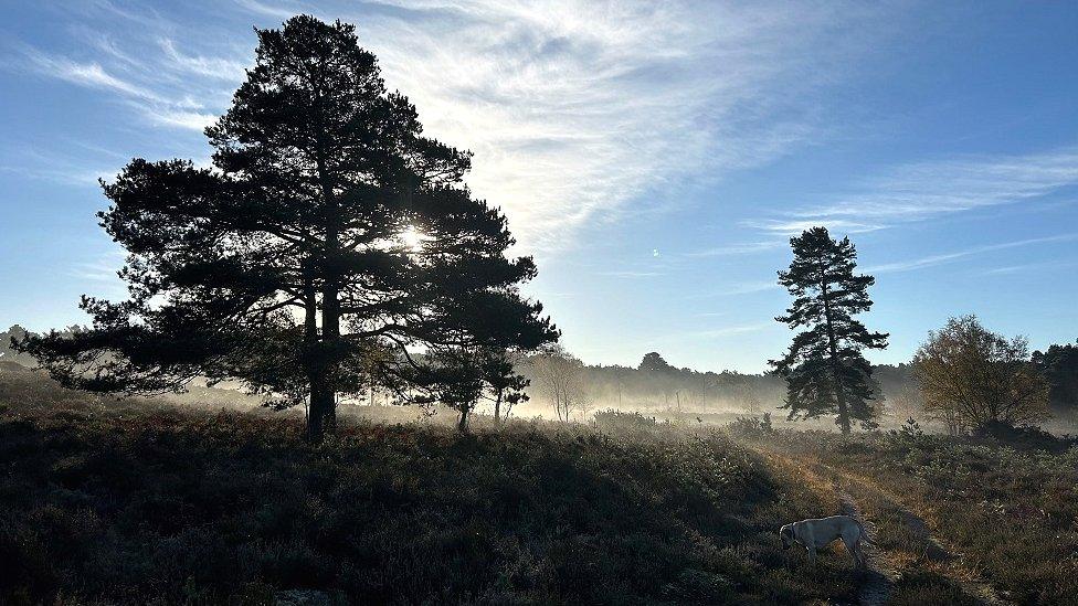 TUESDAY - Avon Heath