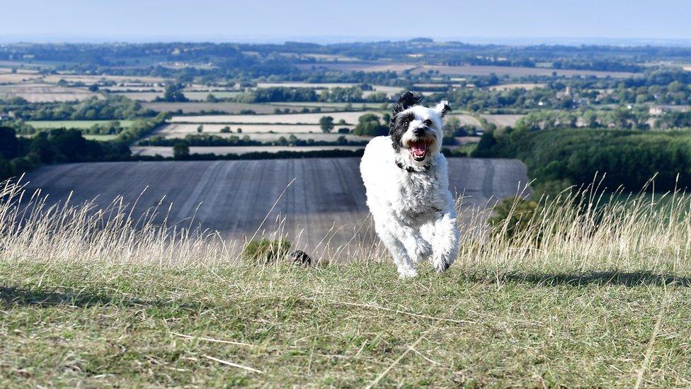 Dog running through grass with Uffington in the background