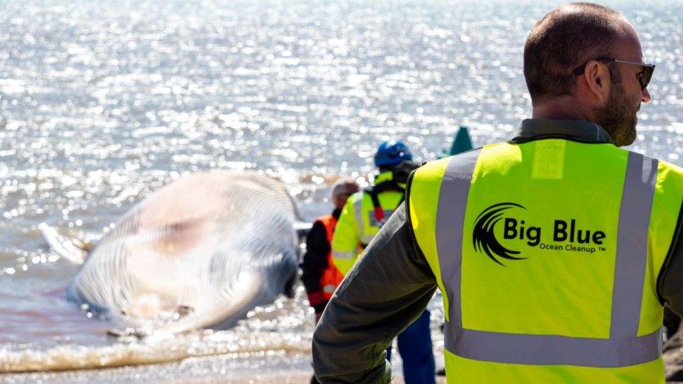 Whale on beach