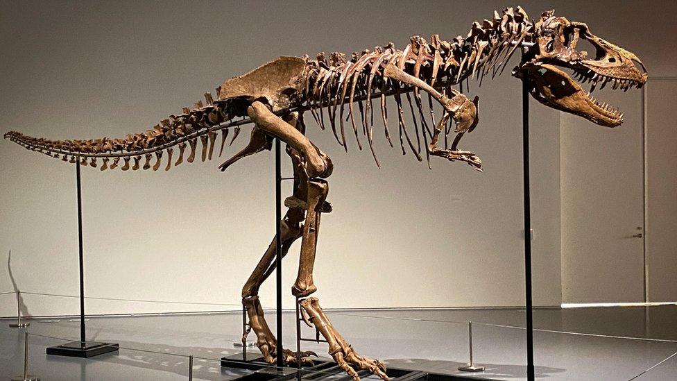 Gorgosaurus dinosaur skeleton to be auctioned by Sotheby"s in New York