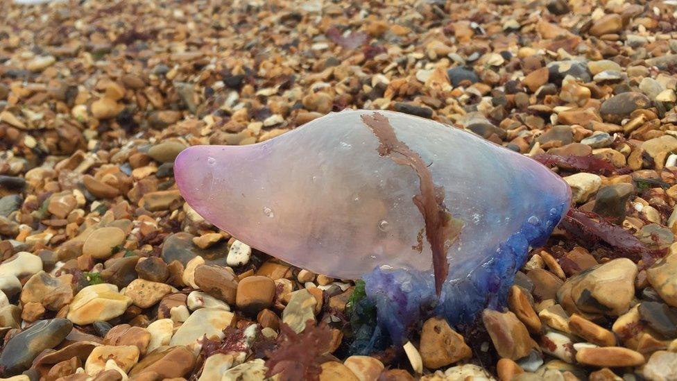 man-of-war