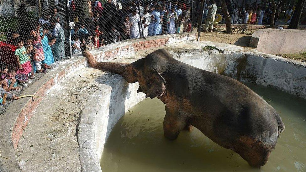 Visitors to Marghazar Zoo gather around Kaavan on the Eid holidays in July 2016.