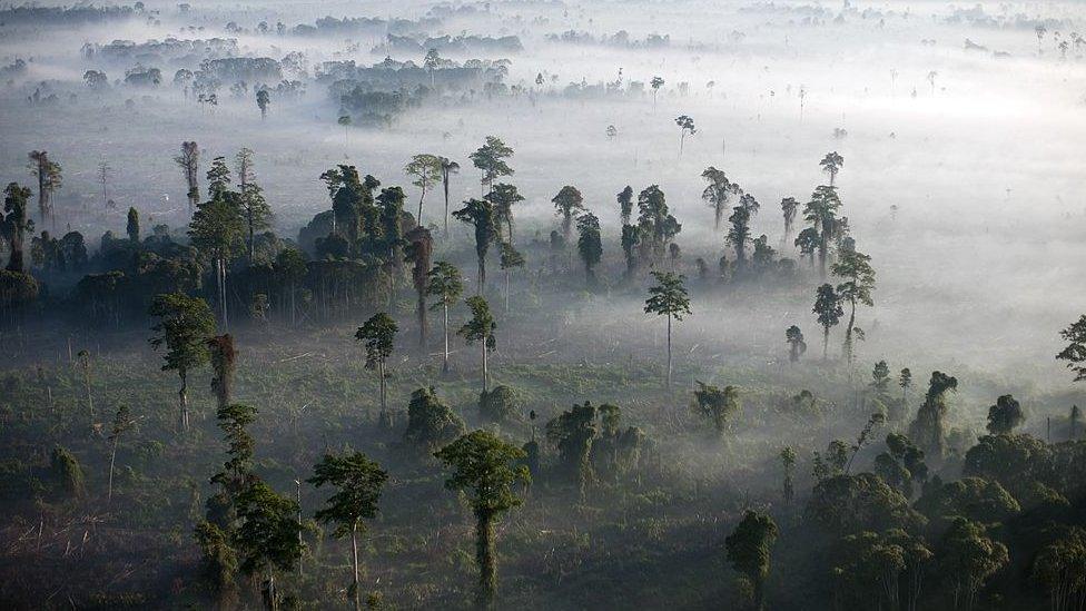 Forest, Indonesia