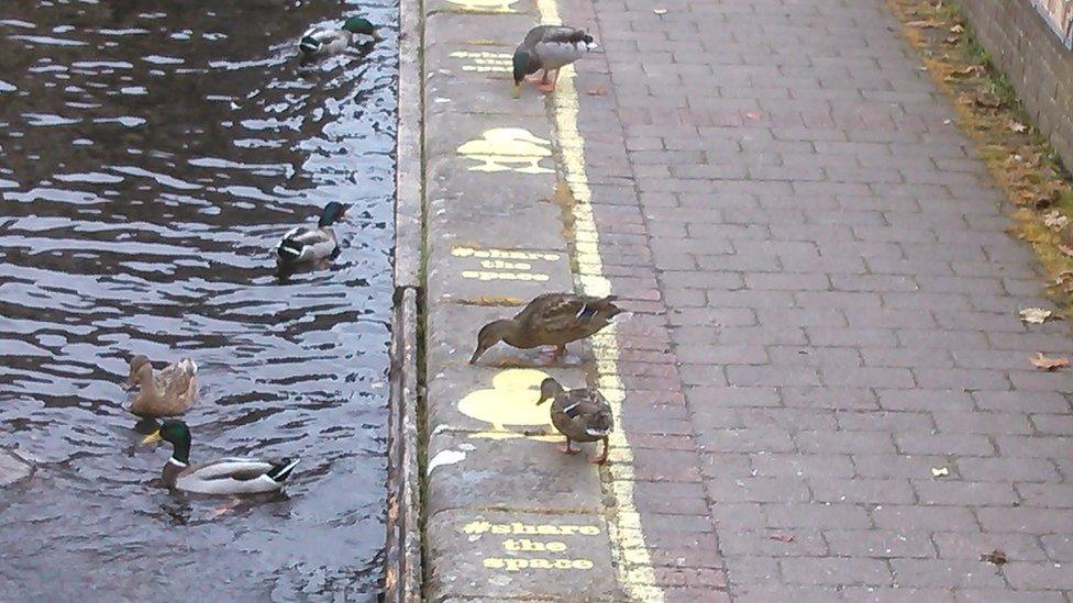 Ducks in the duck lane in Powys