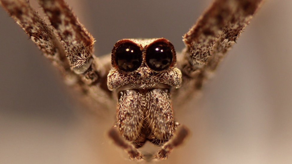 ogre-faced spider