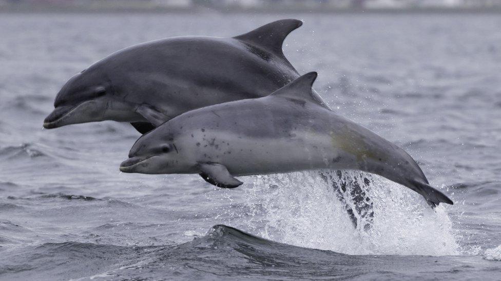 dolphins in the water