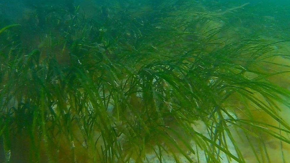 Seagrass