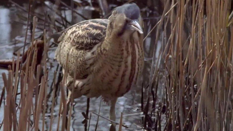 Bittern bird