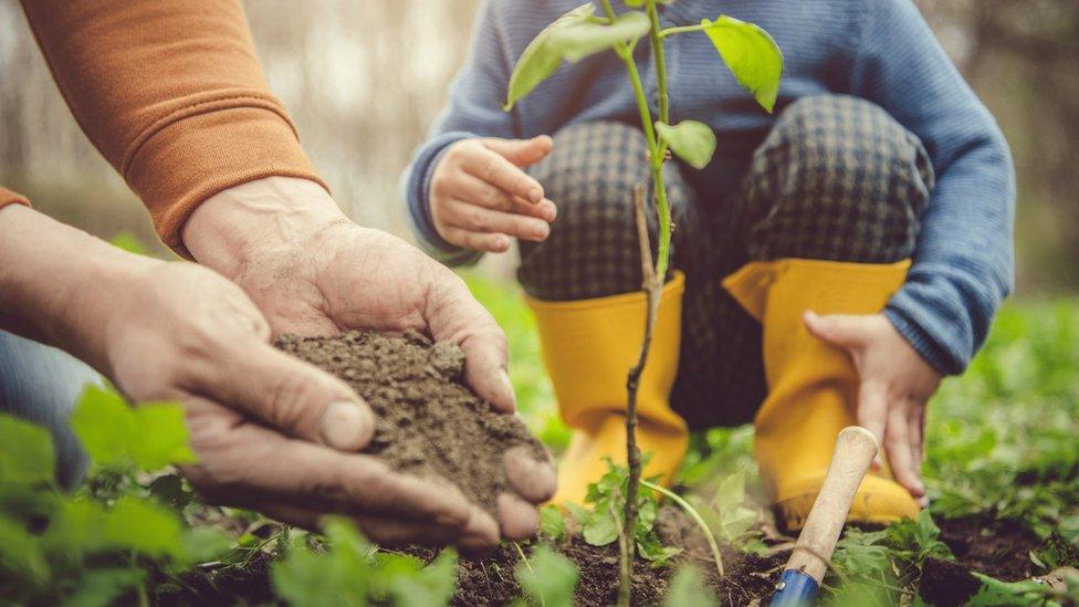 people-planting-tree.