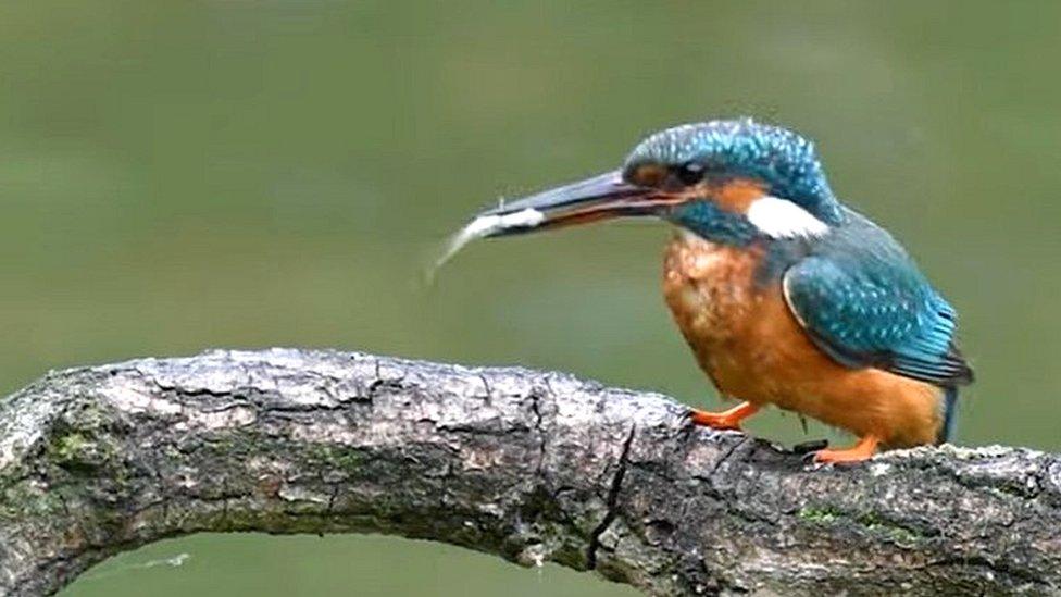 A kingfisher