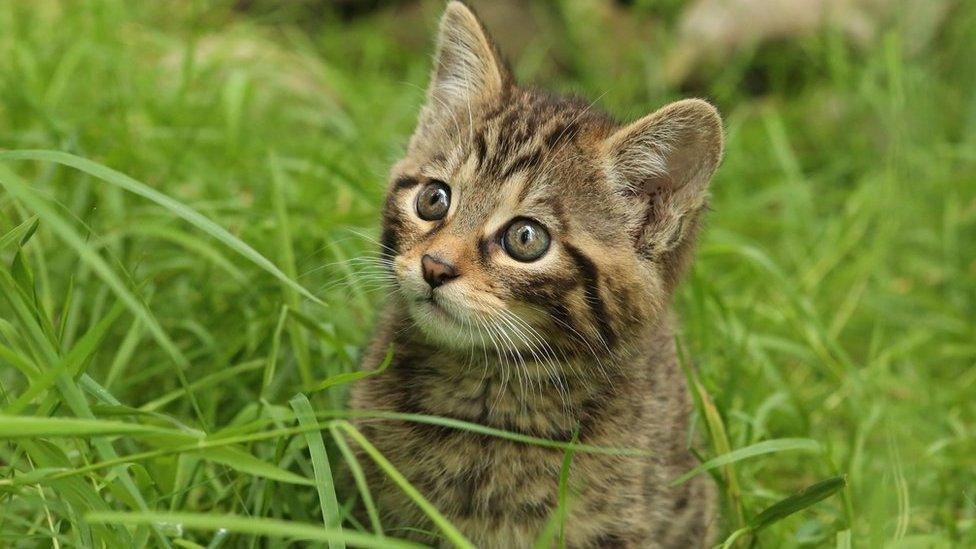 Scottish wildcat kitten