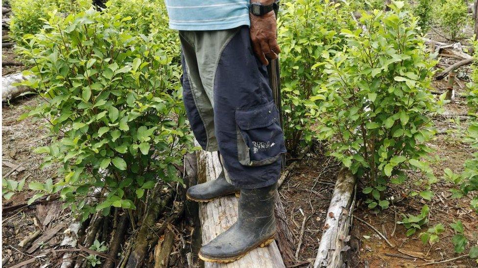 A man is seen among coca crop in a deforested area, in El Retorno, Colombia, 20 Aug 22