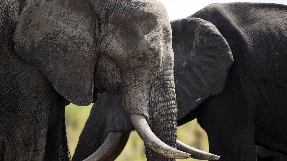 Two elephants in Hwange park