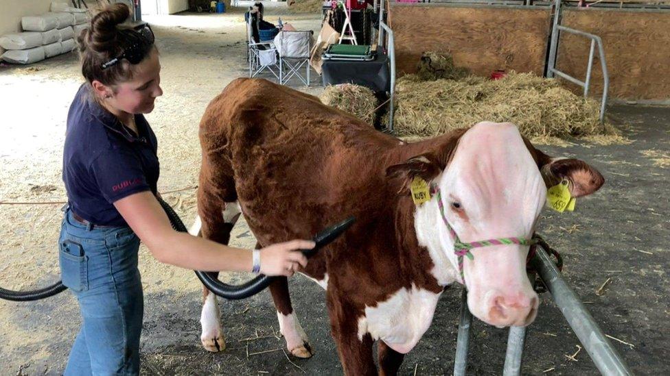 Cow being attended to in a farm