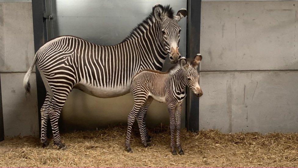 Grevy's Zebras