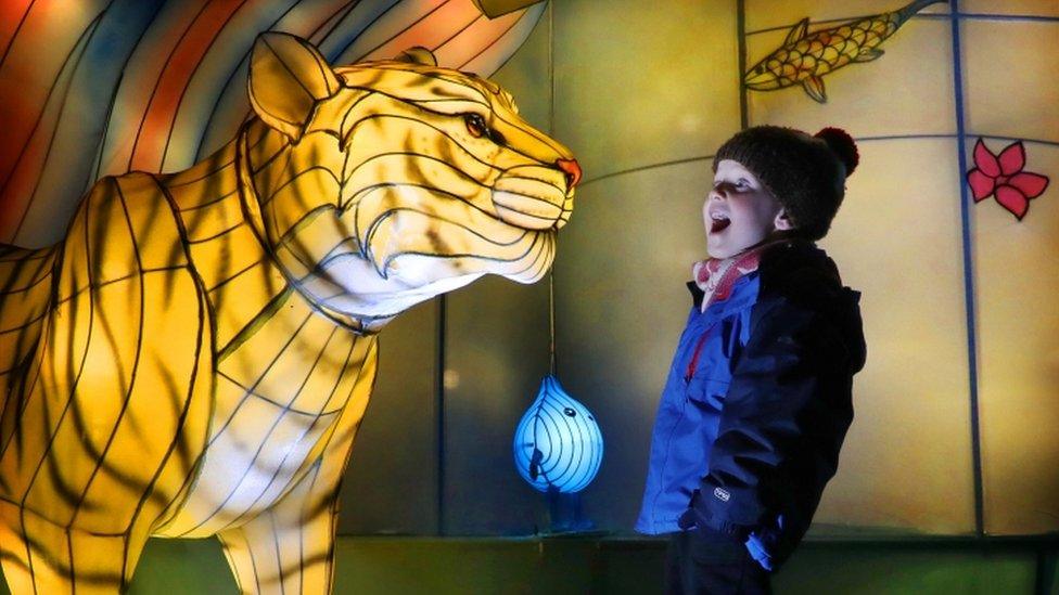 Tiger lanterns and little boy