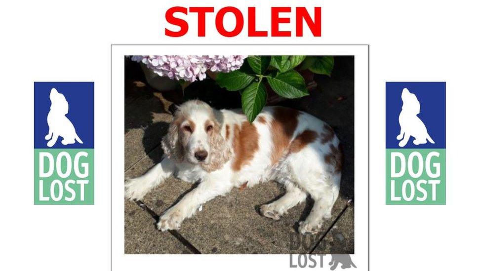 Daisy's Dog Lost poster