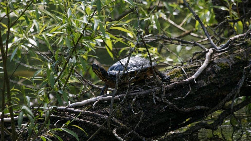 Adult terrapins are 90% herbivorous