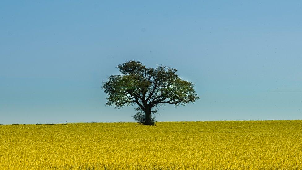 Tree surrounded by rapeseed