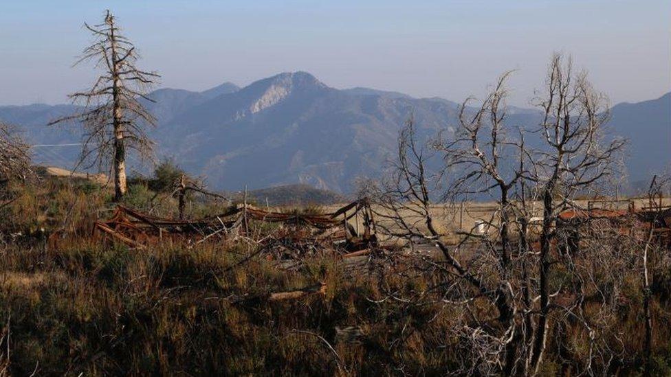 Remains of Bigcone Douglas-fir after a wildfire in Mount Gleason in the Angeles National Forest