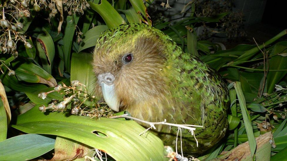 Sirocco the kakapo