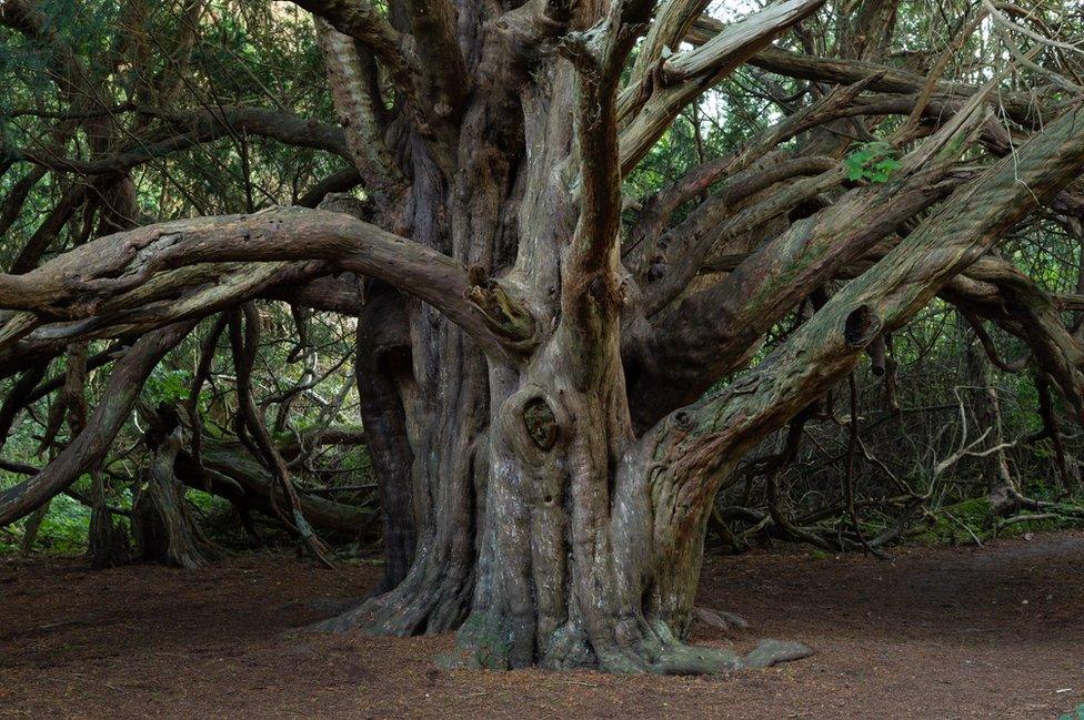 Kingley Vale Yew Tree