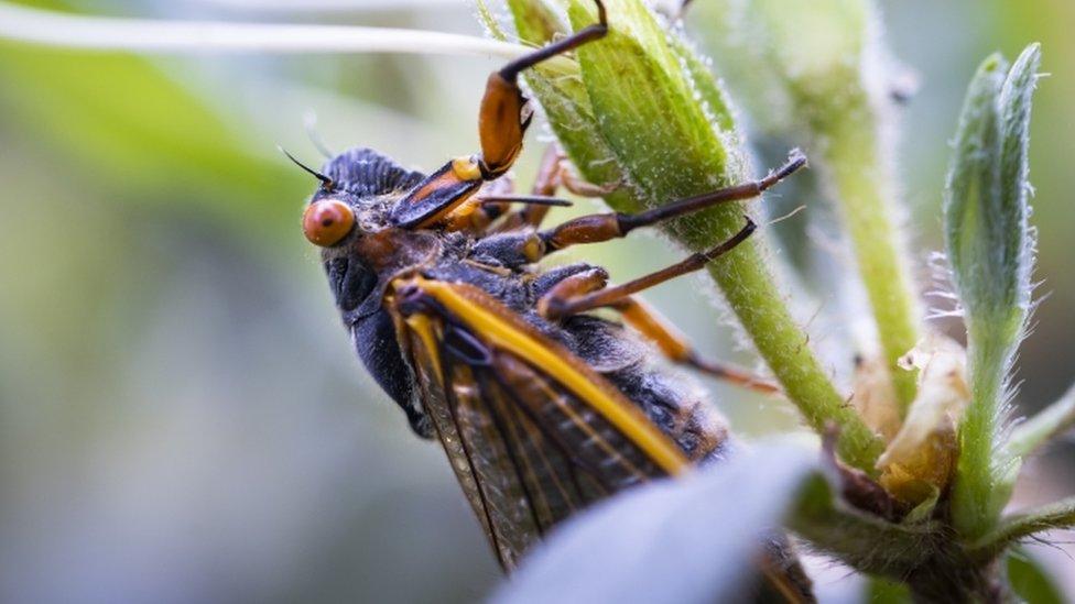 Cicada on a flower