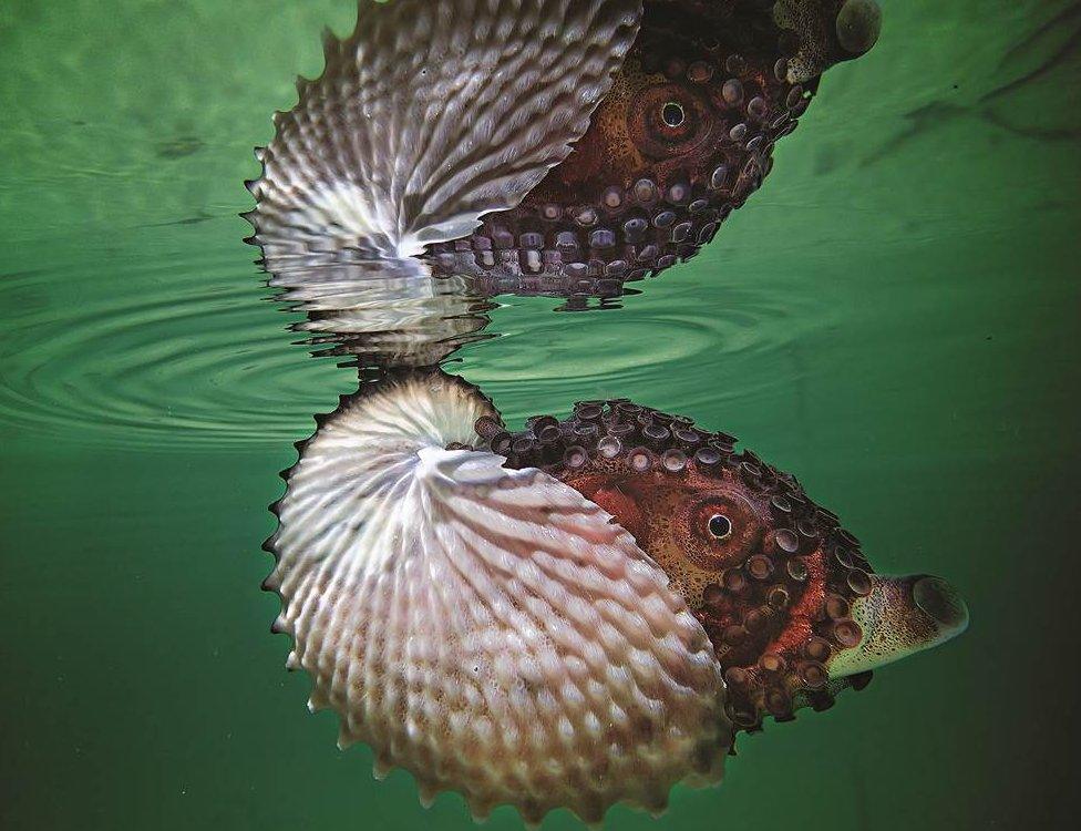 Argonaut, a rare visitor to the kelp forest