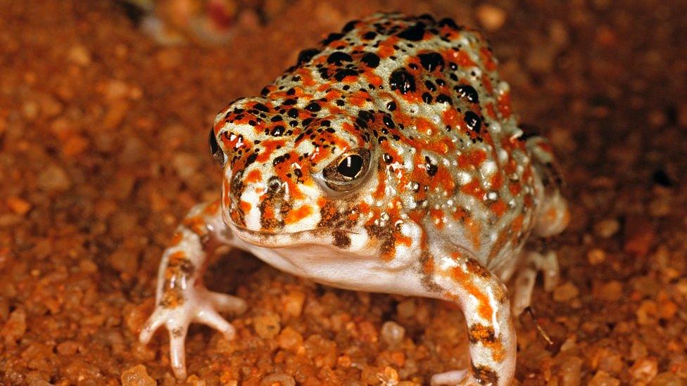 Desert Spadefoot.