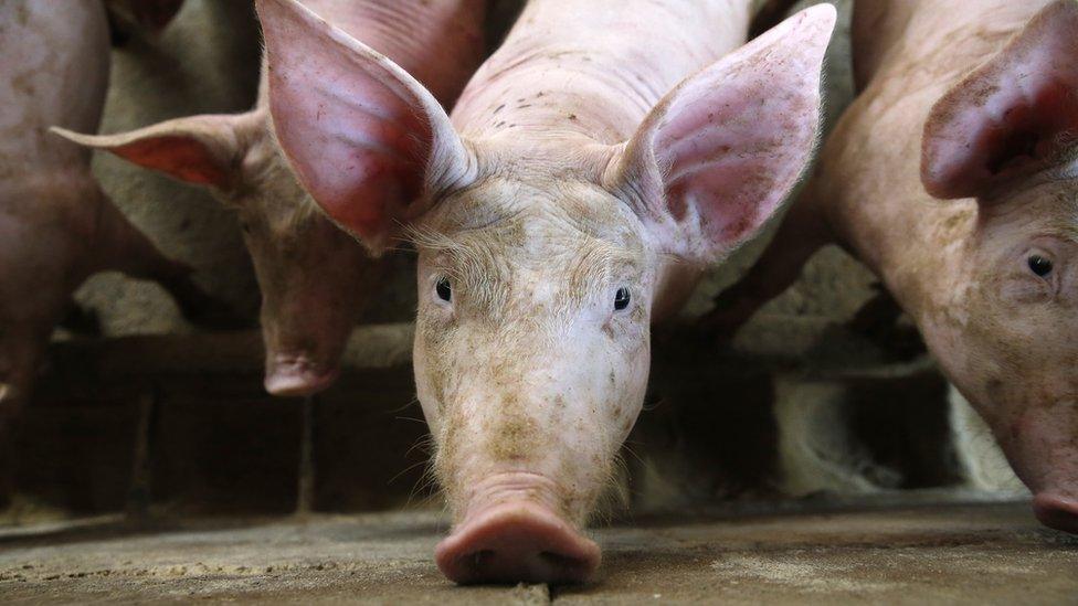 A pig staring into the camera