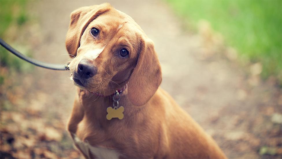 Puppy in the woods