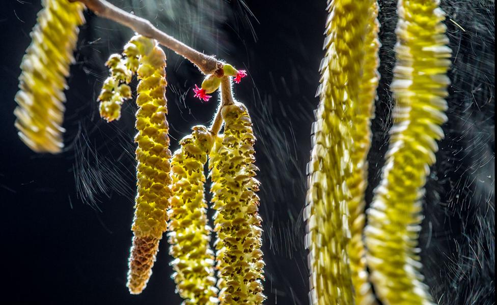 Catkin by Valter Binotto