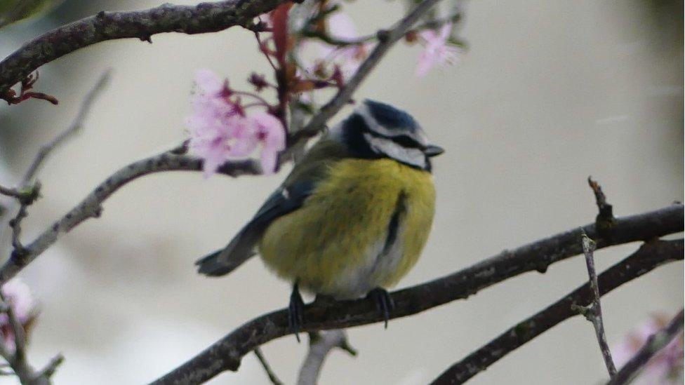 Blue tit