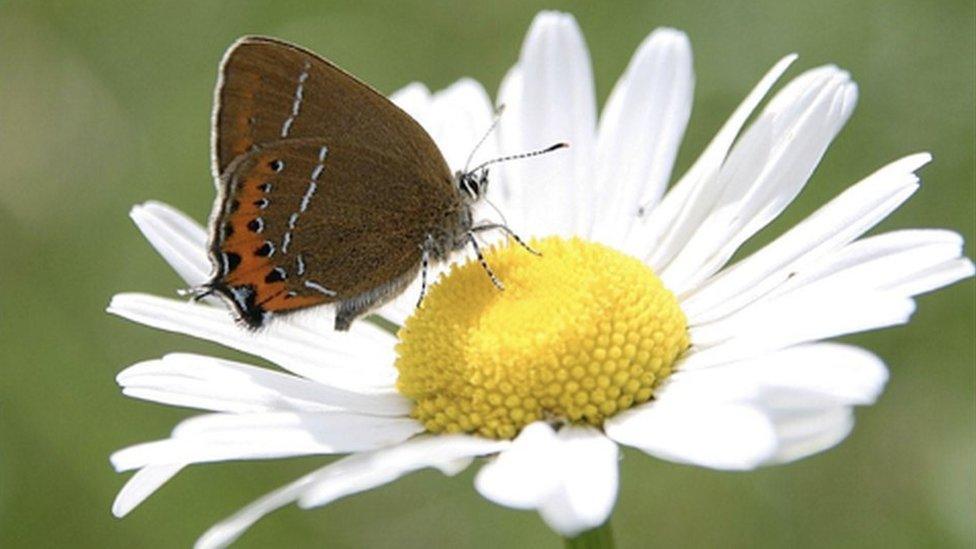 black hairstreak butterfly