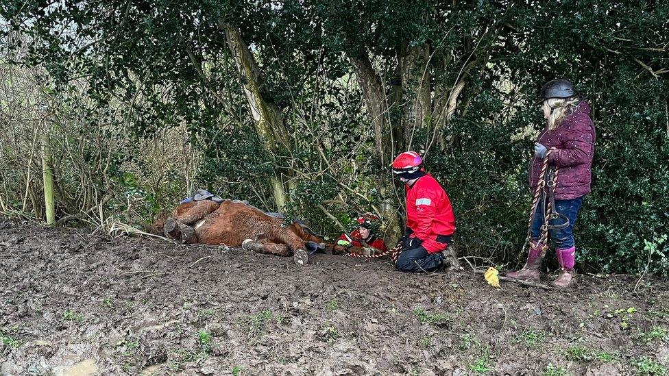 Horse in ditch