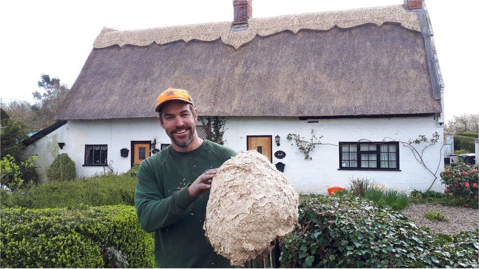 Wasp nest