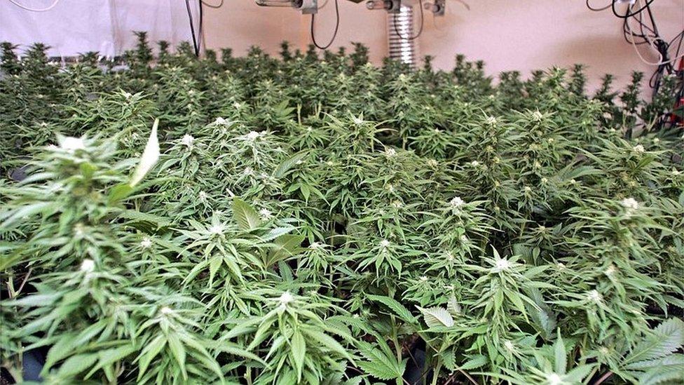 Cannabis factory