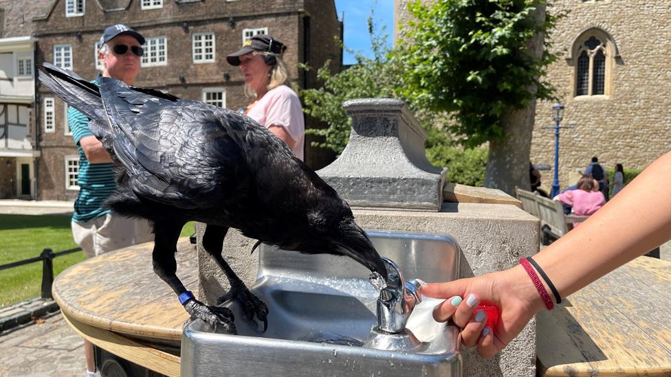 Julie Ritson captured this photo of a raven staying hydrated at the Tower of London